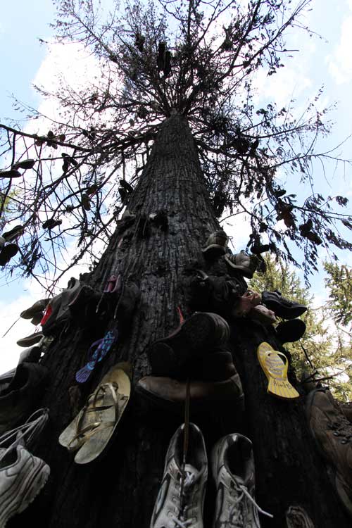 Shoe tree of Priest Lake 